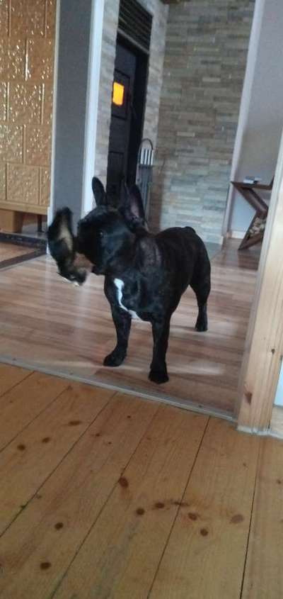 Französische Bulldoggen-Beitrag-Bild