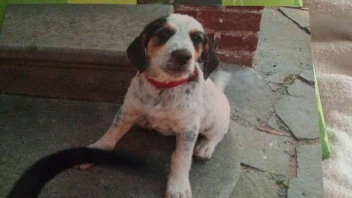 Vom Welpen zum Hund-Beitrag-Bild