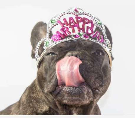 Französische Bulldoggen-Beitrag-Bild