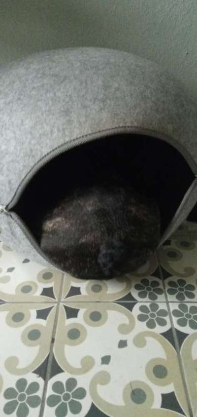 Französische Bulldoggen-Beitrag-Bild