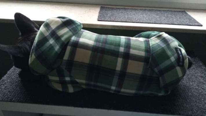 Französische Bulldoggen-Beitrag-Bild