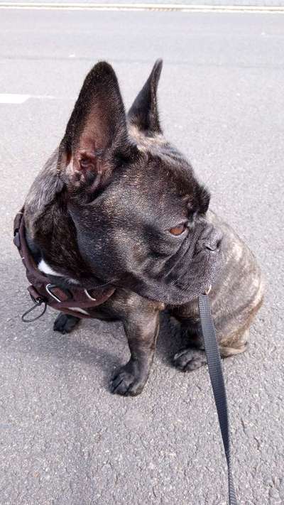 Französische Bulldoggen-Beitrag-Bild