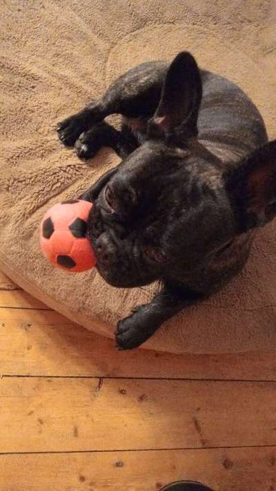 Französische Bulldoggen-Beitrag-Bild