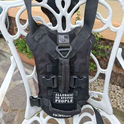 Antizieh Geschirr Amstaff-Beitrag-Bild