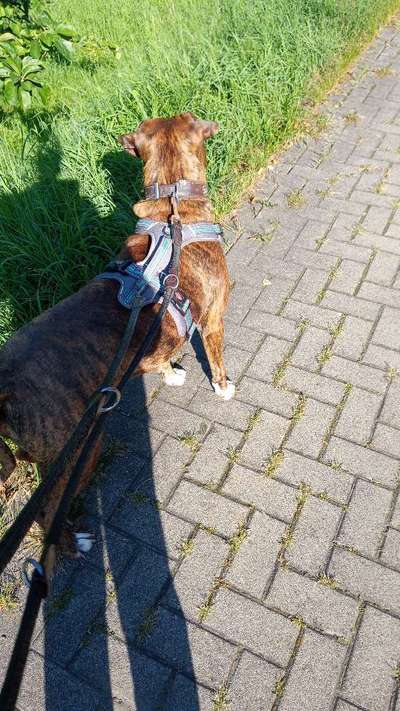 Wie sitzt mein Geschirr?-Beitrag-Bild