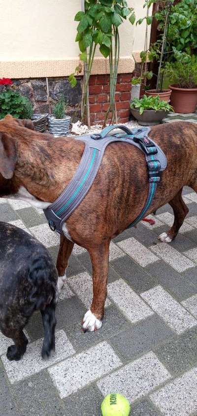 Wie sitzt mein Geschirr?-Beitrag-Bild