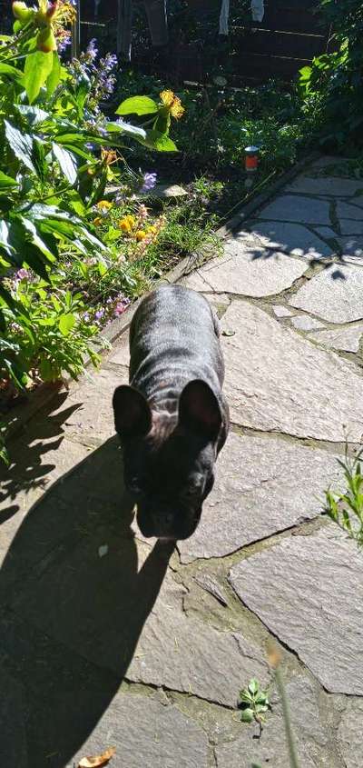 Französische Bulldoggen-Beitrag-Bild