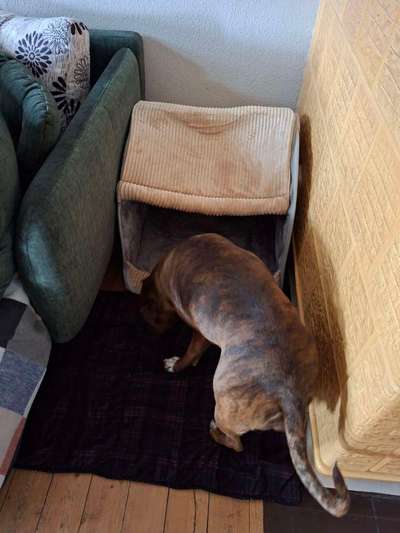 Hundehöhle für grössere Hunde-Beitrag-Bild