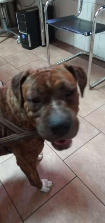 Rhodesian Ridgeback-Beitrag-Bild