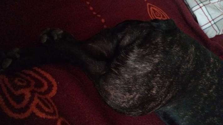 Französische Bulldoggen-Beitrag-Bild