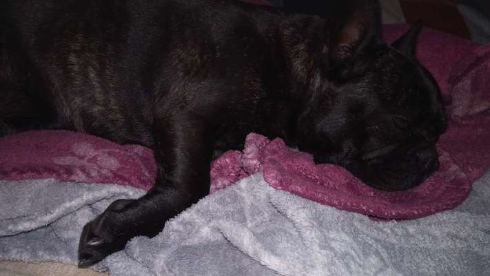 Französische Bulldoggen-Beitrag-Bild