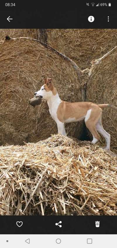 Welpe zu dünn?-Beitrag-Bild