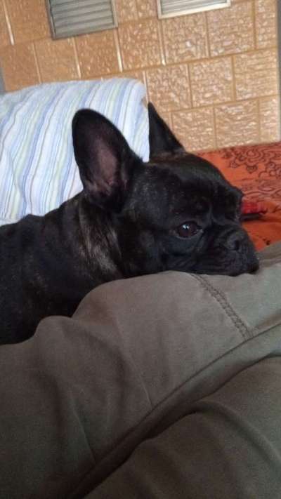 Französische Bulldoggen-Beitrag-Bild