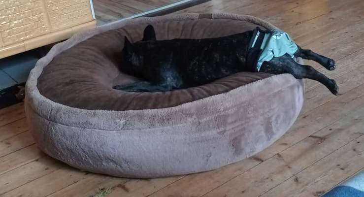 Französische Bulldoggen-Beitrag-Bild