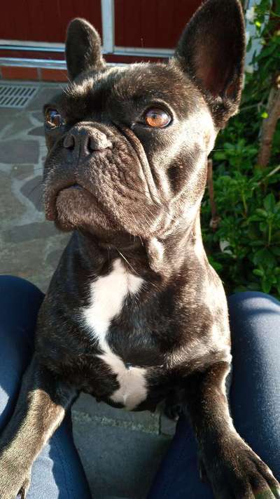 Französische Bulldoggen-Beitrag-Bild