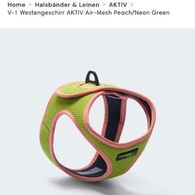 Geschirr für Zwergpudel-Beitrag-Bild