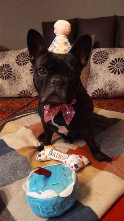 Französische Bulldoggen-Beitrag-Bild