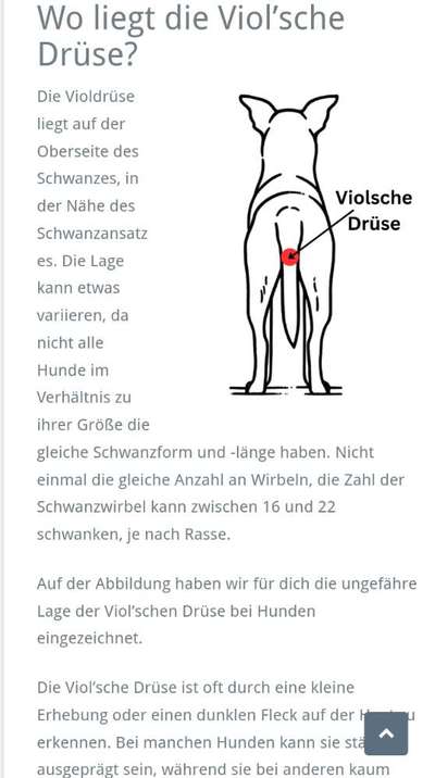 Nadel im Heuhaufen gesucht - mittelgroße Begleithunderasse-Beitrag-Bild