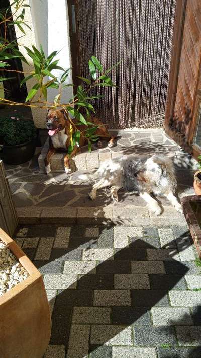 Nadel im Heuhaufen gesucht - mittelgroße Begleithunderasse-Beitrag-Bild