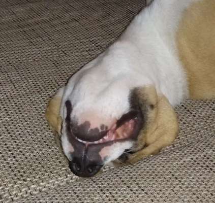 Zeige das lustigste Bild eures Hundis-Beitrag-Bild