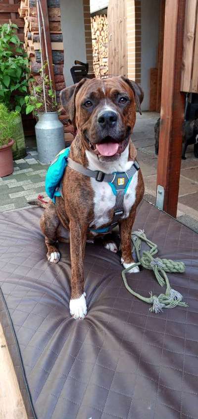 Wie sitzt mein Geschirr?-Beitrag-Bild