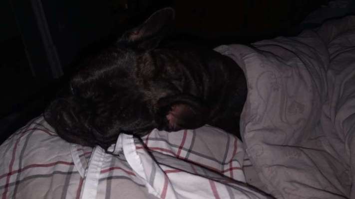 Französische Bulldoggen-Beitrag-Bild