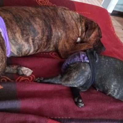 Gut sitzende Läufigkeitshose-Beitrag-Bild