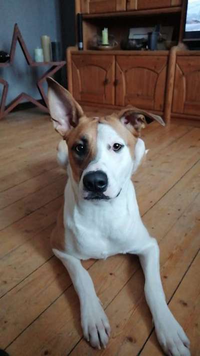 Schäferhund-Beitrag-Bild