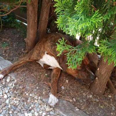 Der perfekte Hundegarten-Beitrag-Bild