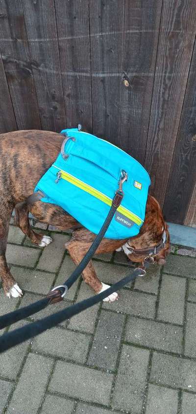 Rucksack für den Hund-Beitrag-Bild