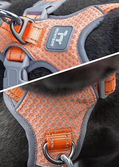 Französische Bulldoggen-Beitrag-Bild