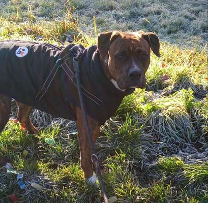 Hundekleidung - Top oder Flop-Beitrag-Bild