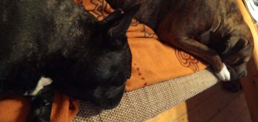 Französische Bulldoggen-Beitrag-Bild