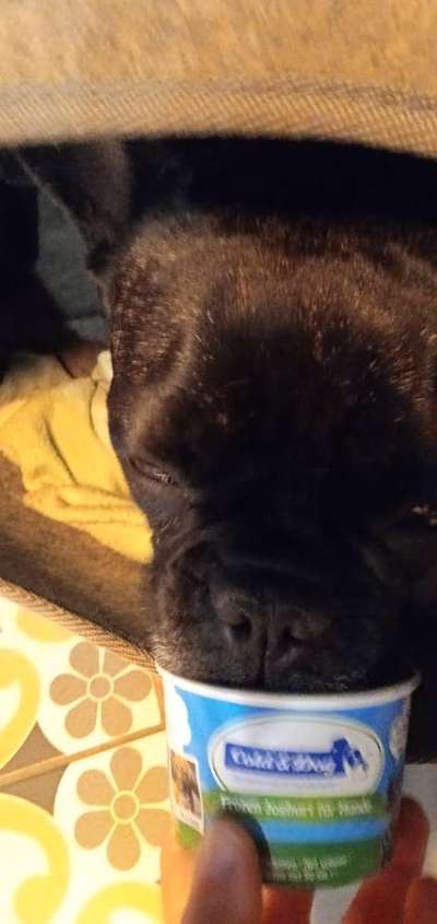 Französische Bulldoggen-Beitrag-Bild