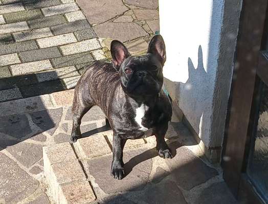 Französische Bulldoggen-Beitrag-Bild