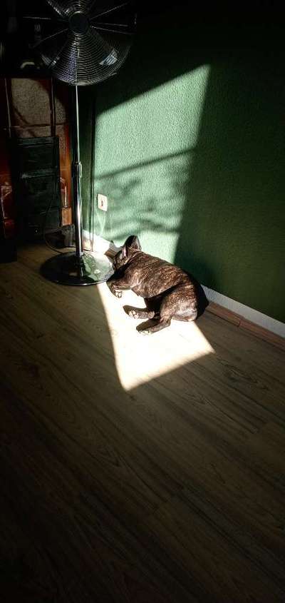 Französische Bulldoggen-Beitrag-Bild