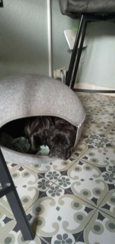 Französische Bulldoggen-Beitrag-Bild