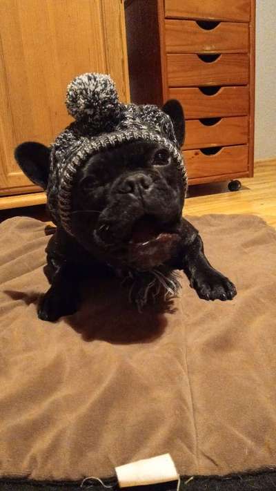 Französische Bulldoggen-Beitrag-Bild