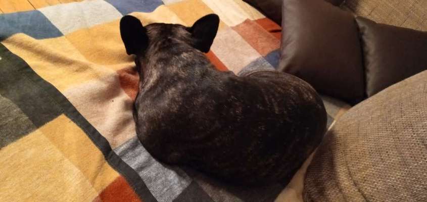 Französische Bulldoggen-Beitrag-Bild