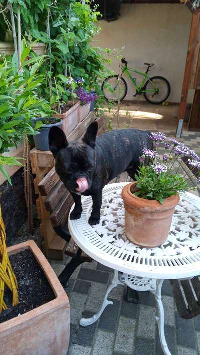 Französische Bulldoggen-Beitrag-Bild