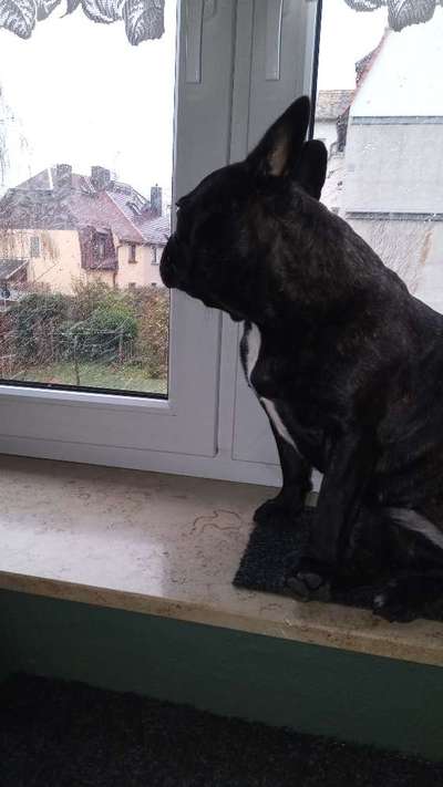 Französische Bulldoggen-Beitrag-Bild