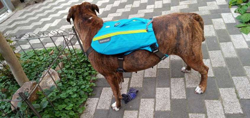 Wie sitzt mein Geschirr?-Beitrag-Bild