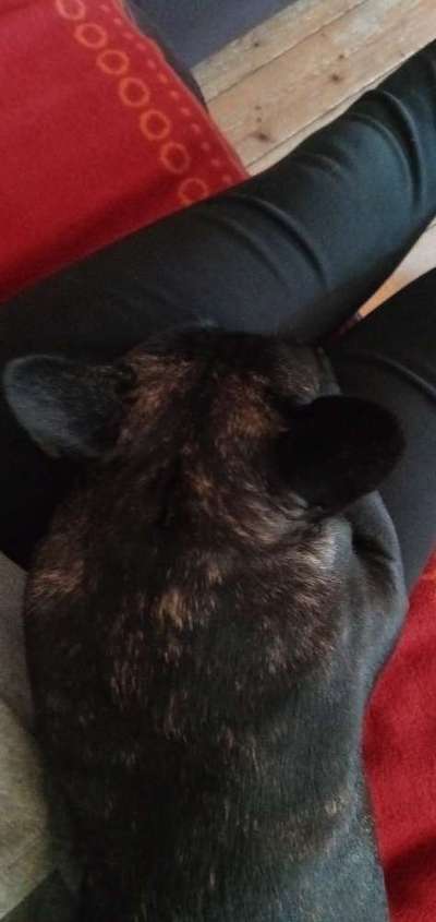 Französische Bulldoggen-Beitrag-Bild