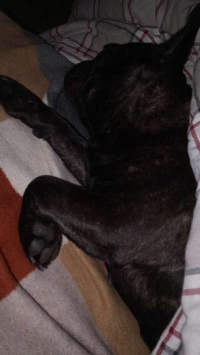 Französische Bulldoggen-Beitrag-Bild