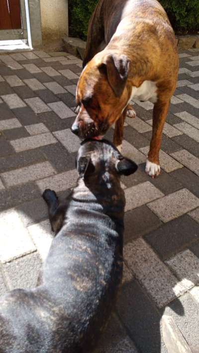 Französische Bulldoggen-Beitrag-Bild