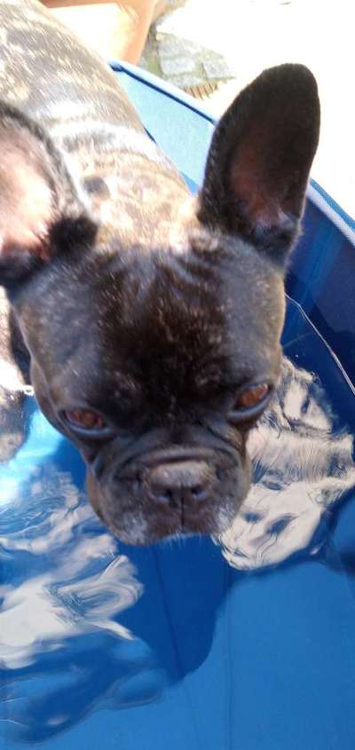 Französische Bulldoggen-Beitrag-Bild