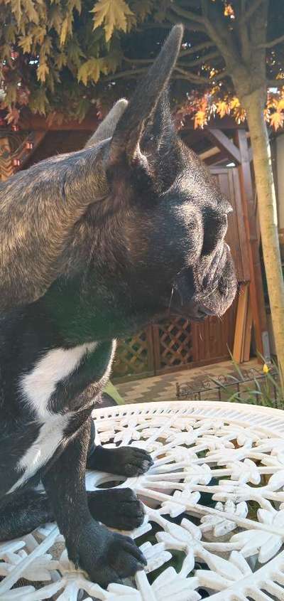 Französische Bulldoggen-Beitrag-Bild