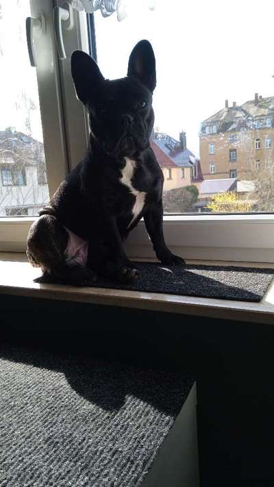 Französische Bulldoggen-Beitrag-Bild