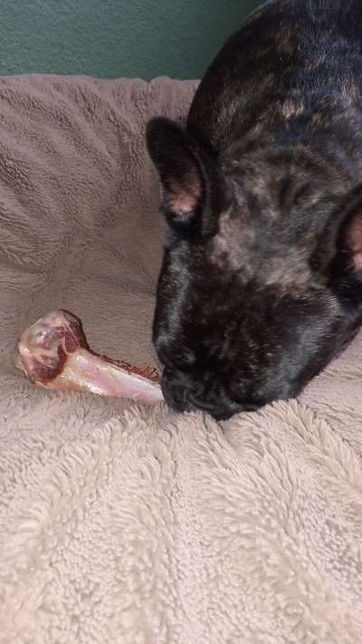 Französische Bulldoggen-Beitrag-Bild