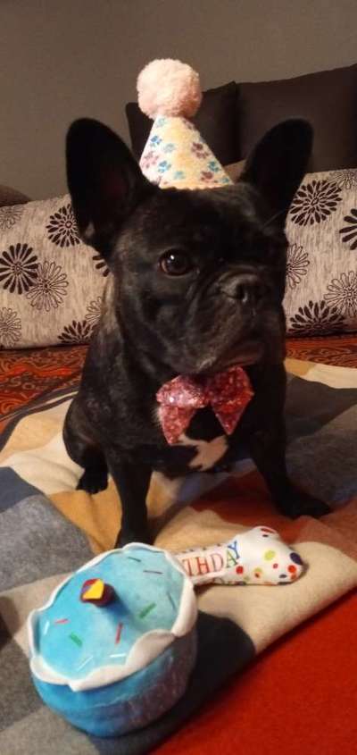 Französische Bulldoggen-Beitrag-Bild